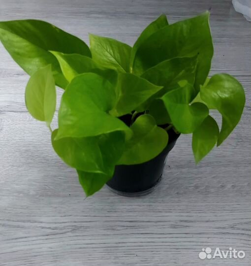 Эпипремнум неон