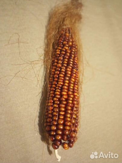 Кукуруза попкорн семена
