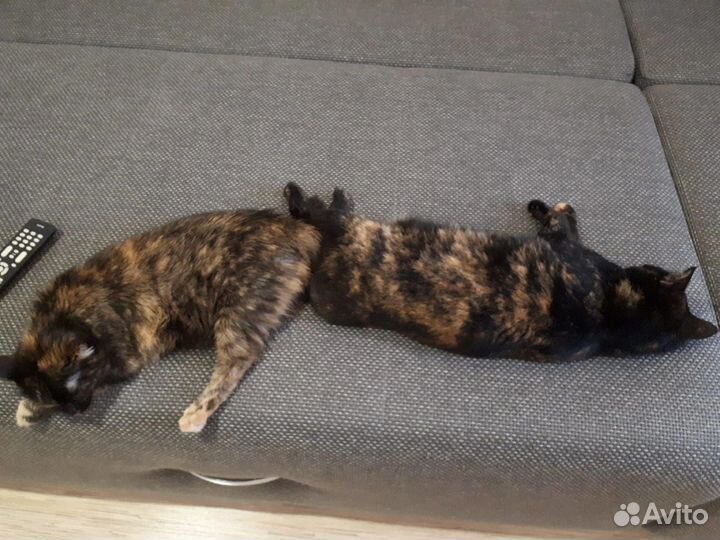 Кошки в добрые руки