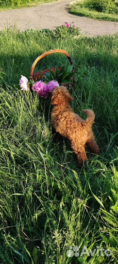 Щенки той пуделя