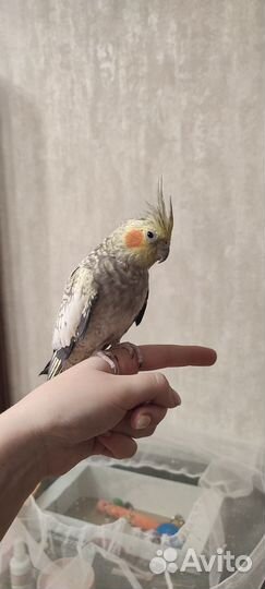 Попугаи Корелла