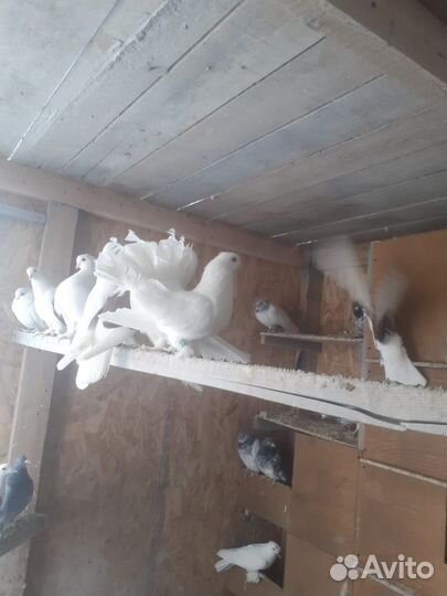 Продам Статных голубей