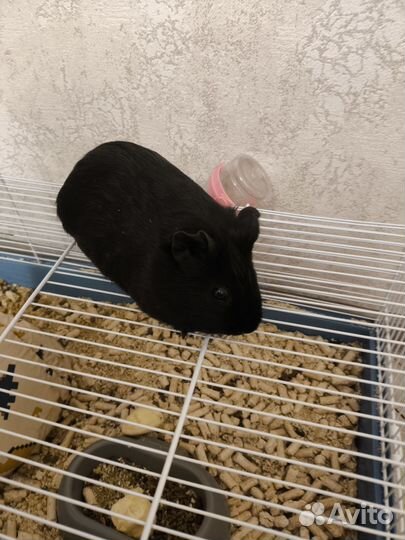 Морская свинка с клеткой бесплатно