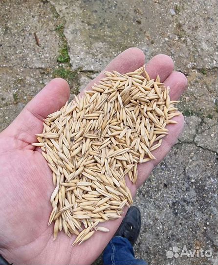 Пшеница озимая, Кормовой ячмень на корм