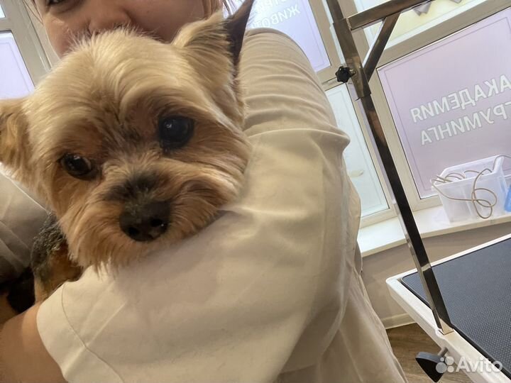 Груминг собак с выездом на дом