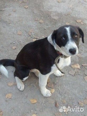 Щенок девочка