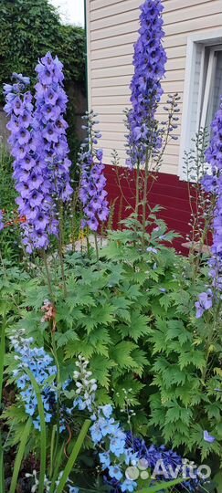 Дельфиниум новозеландский Дицентра