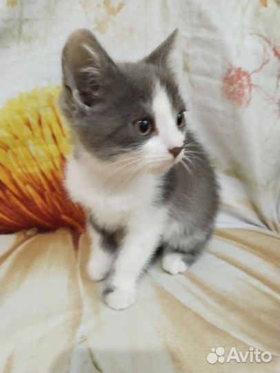 Котенок девочка