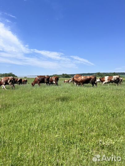 Коровы дойные