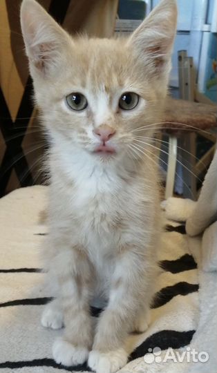 Котенок персиковый