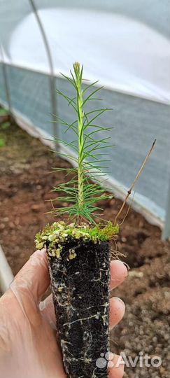 Сеянцы сосны зкс от производителя