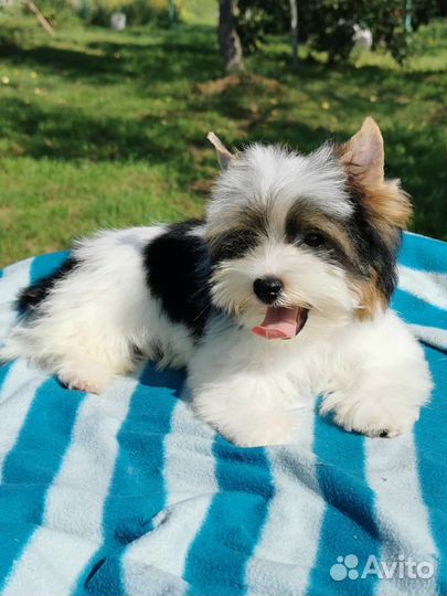 Бивер мальчик