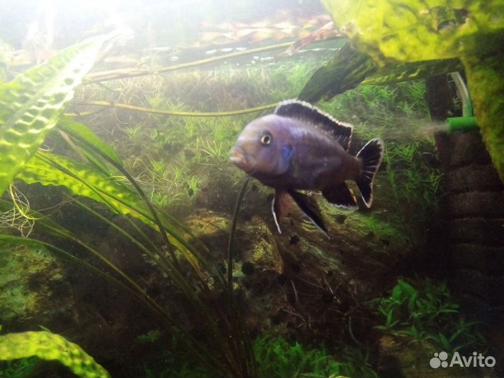 Рыба цыхлиды