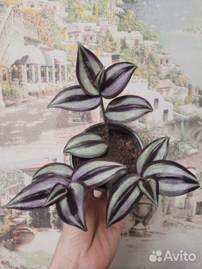 Традесканция зебрина