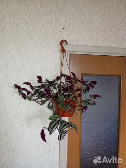 Комнатные цветы коллизия колеус зебрина