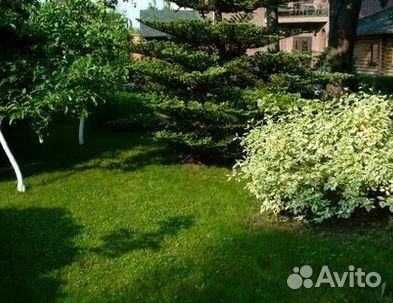 Газон от производителя