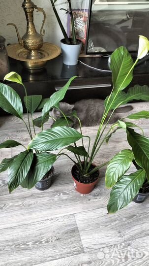 Спатифиллум