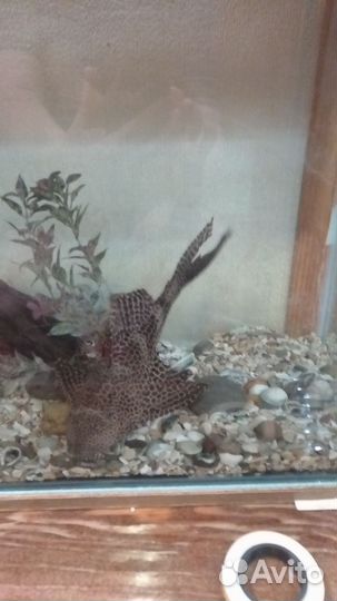 Парчевый сом