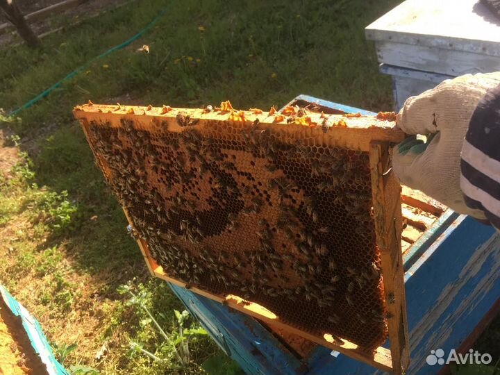 Улей с пчелами
