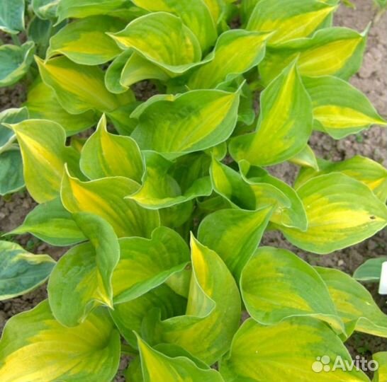 Хоста Лейксайд Банана Бей