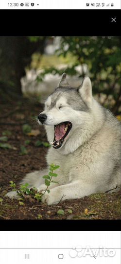 Хаски бесплатно