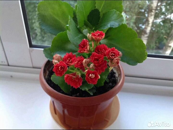 Каланхоэ махровый сортовой