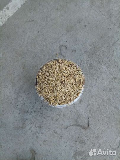 Овёс отборный