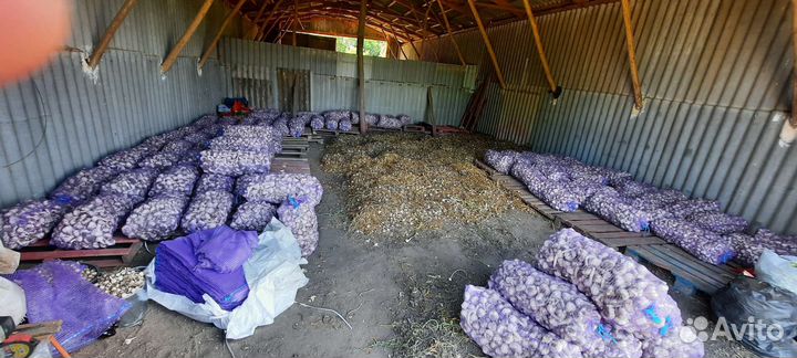 Озимый Чеснок