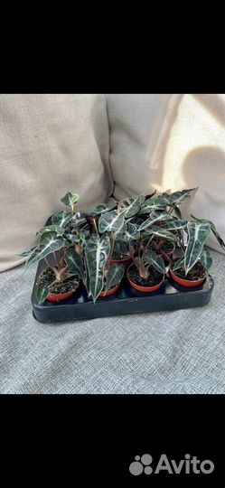 Алоказия