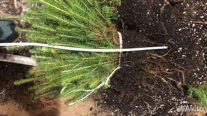 Сеянцы ель окс, зкс