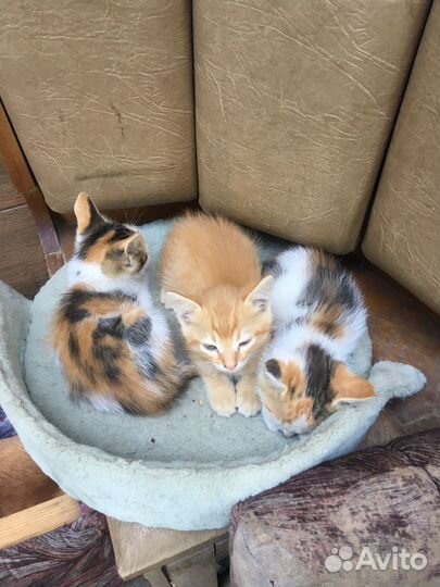 Котята в хорошие руки