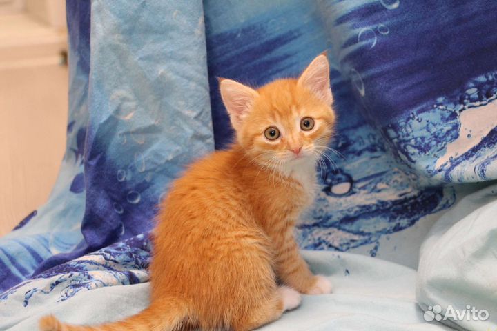 Котенок девочка Солнышко ищет дом