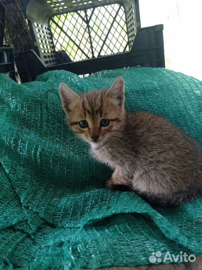 Котята в добрые руки бесплатно