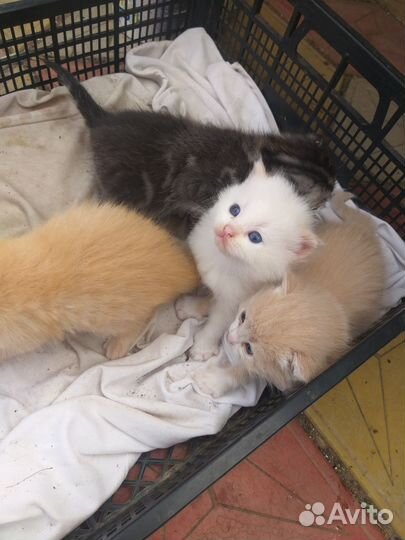 Котята. 1 месяц
