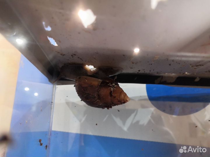 Улитки ахатины