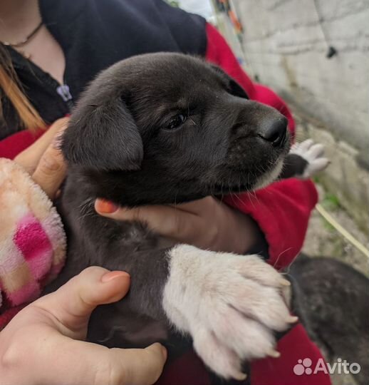 Щенки хаски 1 месяц. Бесплатно