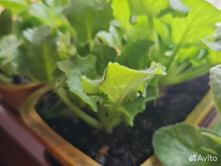 Алоэ вера и фиалки