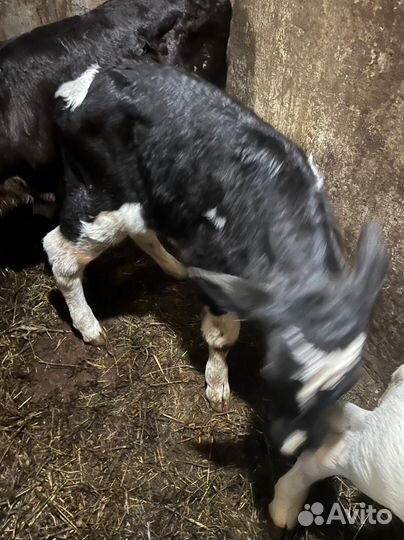 Бык 1 неделя, и телка 1 месяц