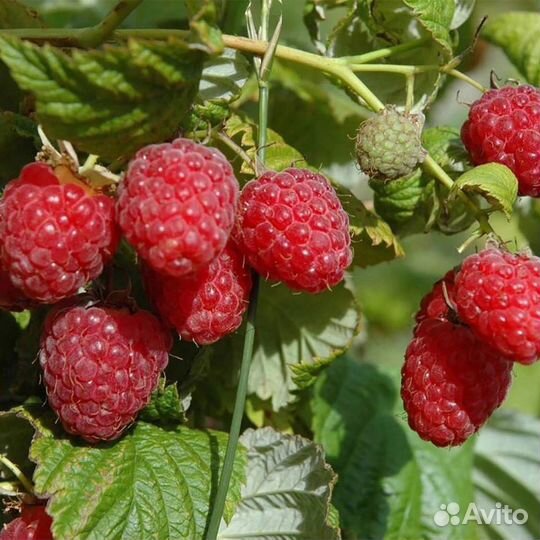 Саженцы малины сортов Гусар и Геракл