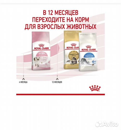 Корм для котят породы Мейн кун