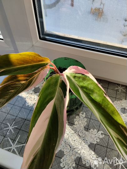 Комнатные растения