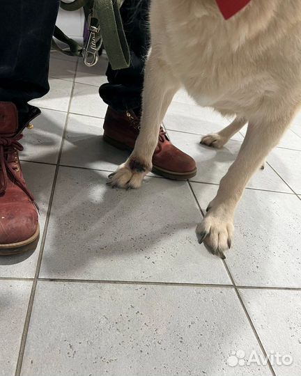 Балта может остаться без лапы