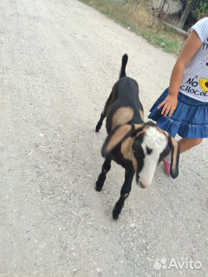 Англо - нубийские козлята и дойные козы