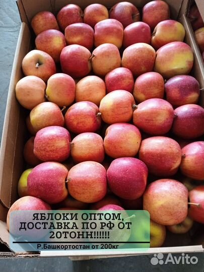 Яблоки оптом красные от 20 тонн