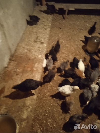 Цыплята кур несушки