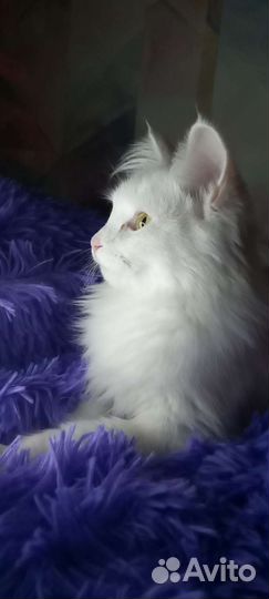 Котята мейн-кун