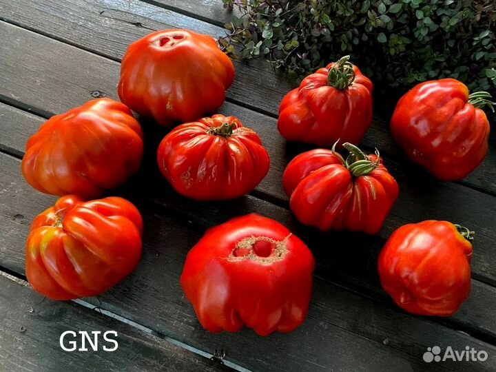 Семена помидор