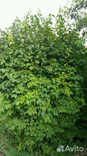 Форзиция, Жасмин, Манжетка