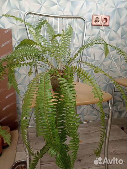 Папоротник комнатный