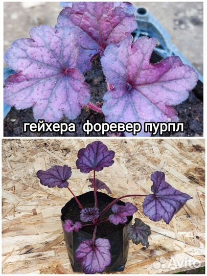Гейхера